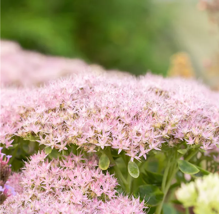 Prächtiges Fettblatt 'Brillant'