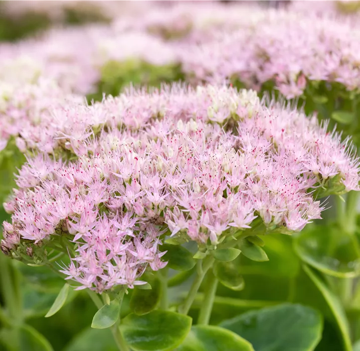 Prächtiges Fettblatt 'Brillant'