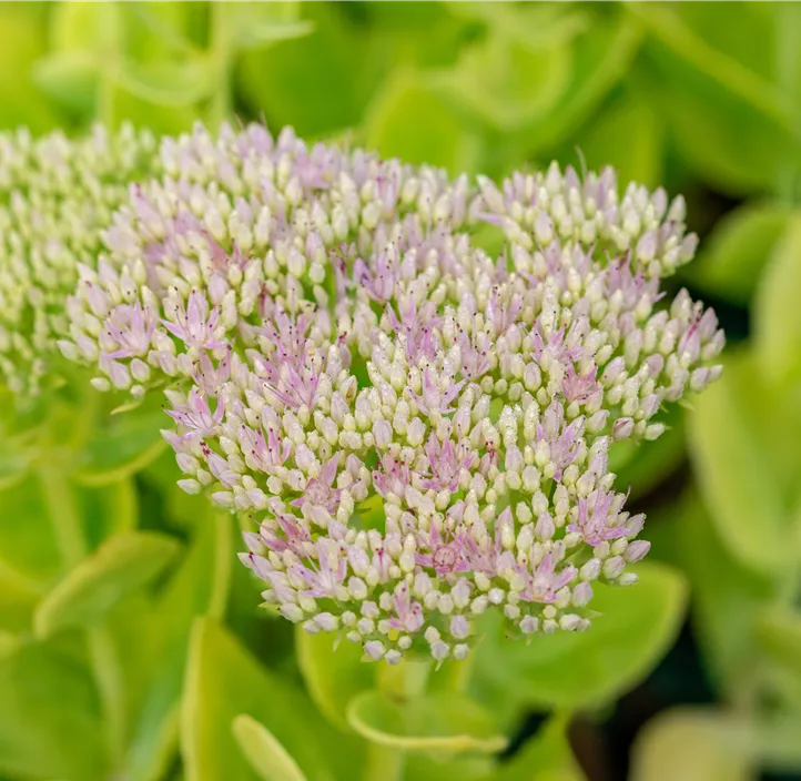 Prächtiges Fettblatt 'Brillant'