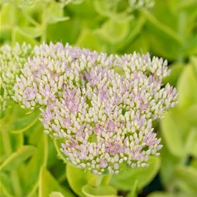 Sedum spectabile Brillant