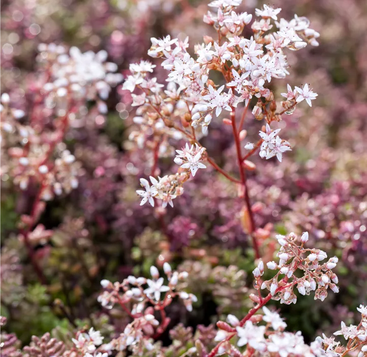Garten-Rotmoos-Mauerpfeffer 'Coral Carpet'