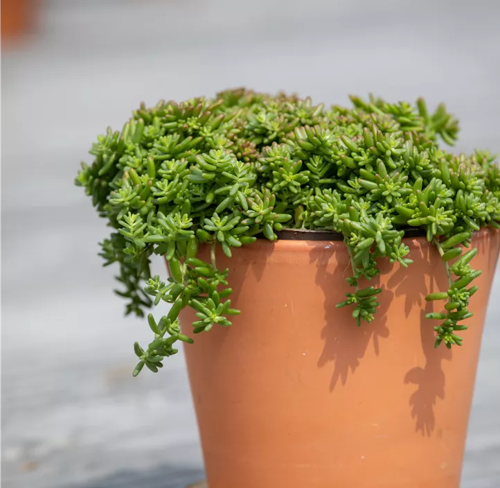 Garten-Rotmoos-Mauerpfeffer 'Coral Carpet'