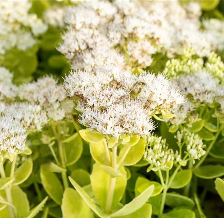 Prächtiges Fettblatt 'Stardust'