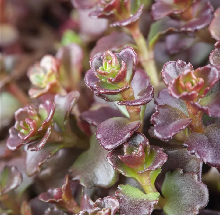 Garten-Teppich-Fettblatt 'Coccineum'