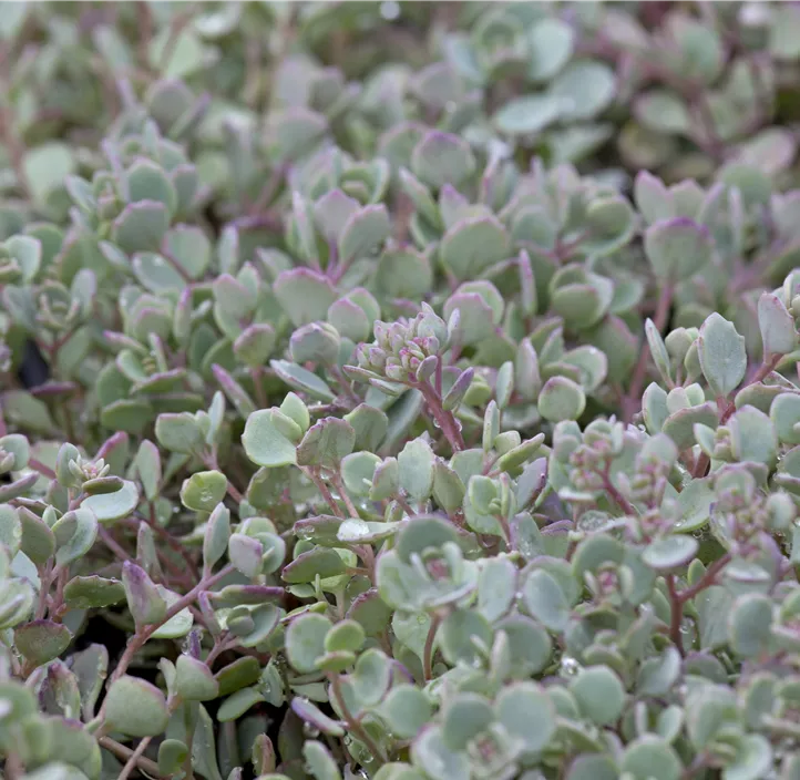 Garten-Fettblatt 'Lidakense'