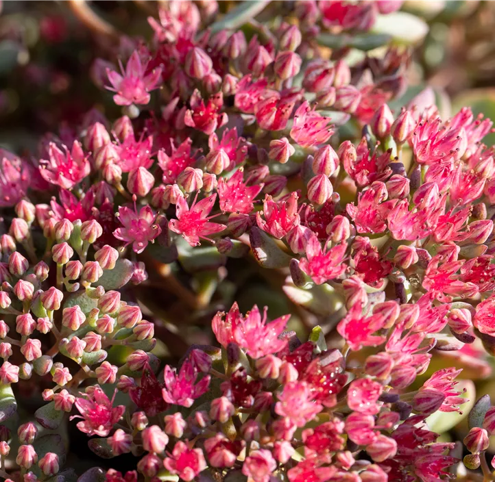 Garten-Fettblatt 'Lidakense'