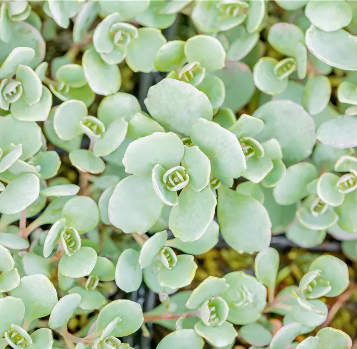 Garten-Fettblatt 'Lidakense'