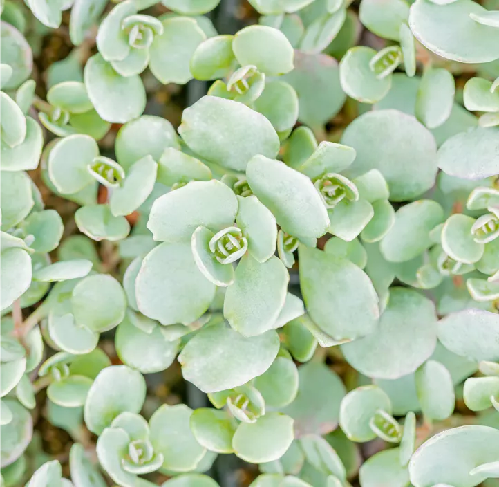 Garten-Fettblatt 'Lidakense'