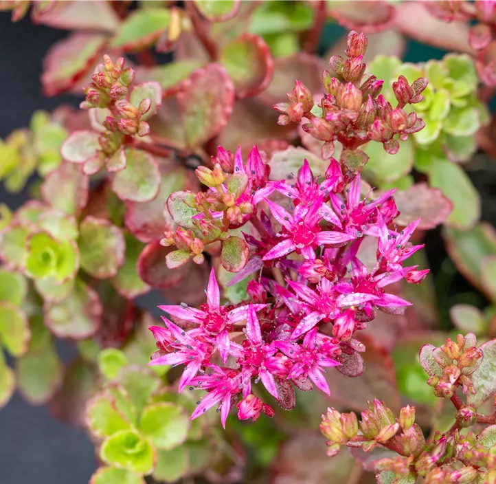 Garten-Teppich-Fettblatt 'Fuldaglut'