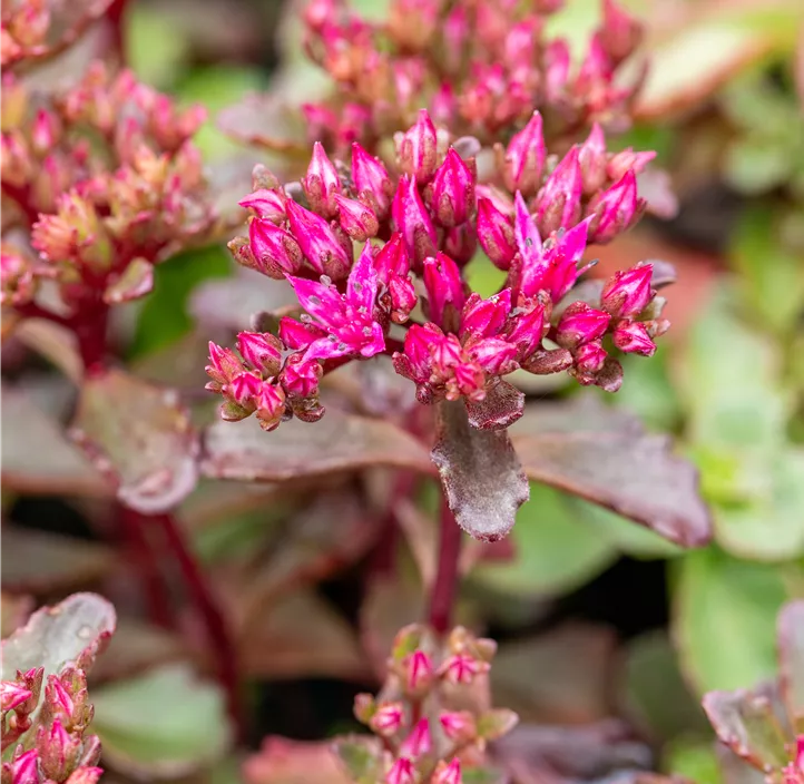 Garten-Teppich-Fettblatt 'Fuldaglut'