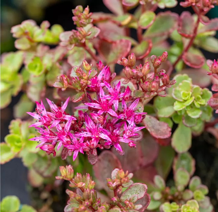 Garten-Teppich-Fettblatt 'Fuldaglut'