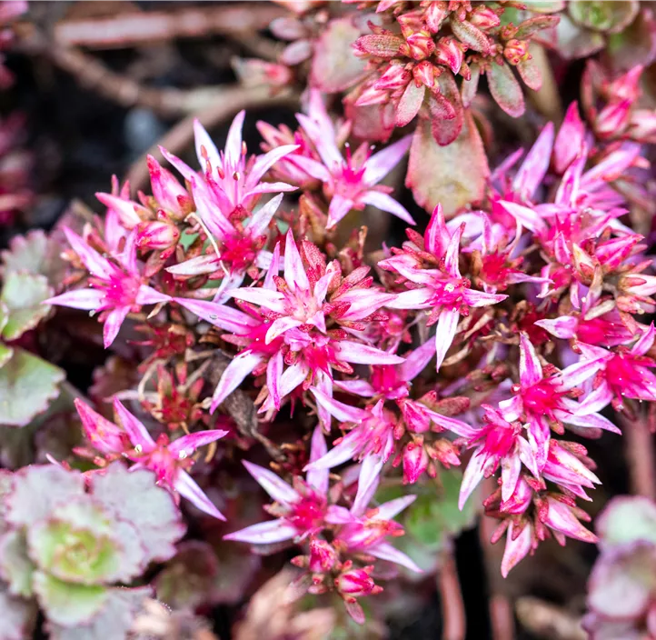 Garten-Teppich-Fettblatt 'Fuldaglut'