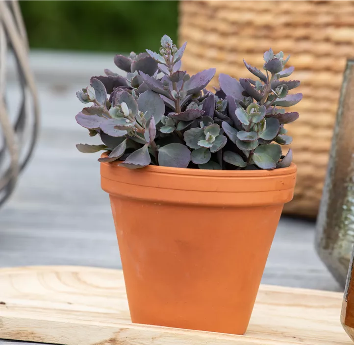 Garten-Fettblatt 'Red Canyon'