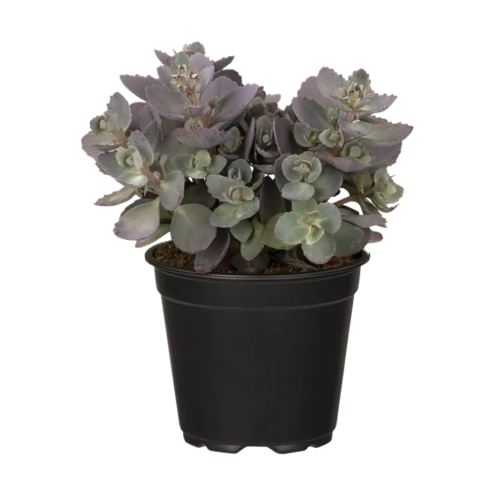 Garten-Fettblatt 'Red Canyon'