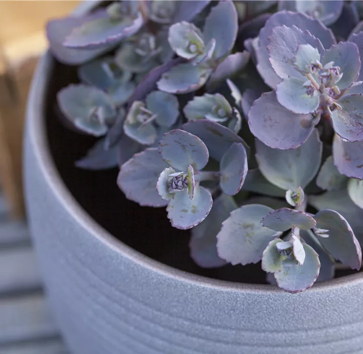 Garten-Fettblatt 'Red Canyon'