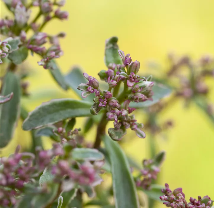 Garten-Teppich-Fettblatt 'Tricolor'