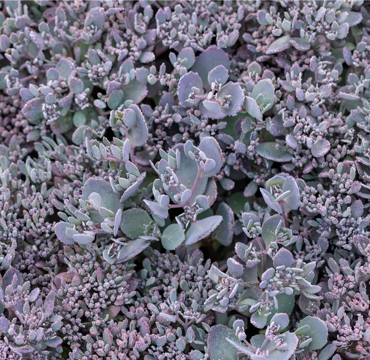 Garten-Fettblatt 'Red Canyon'