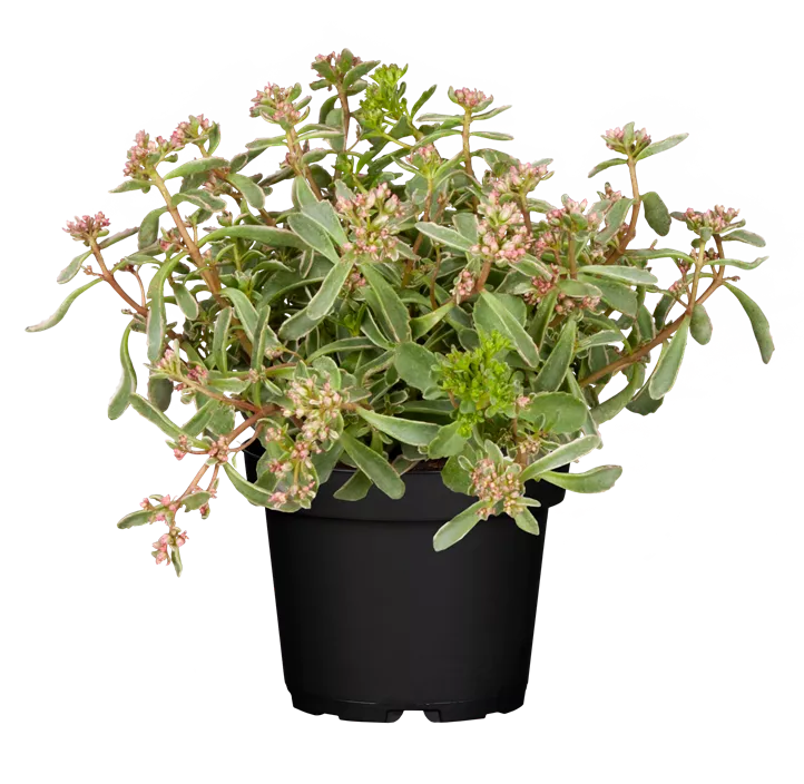 Garten-Teppich-Fettblatt 'Tricolor'