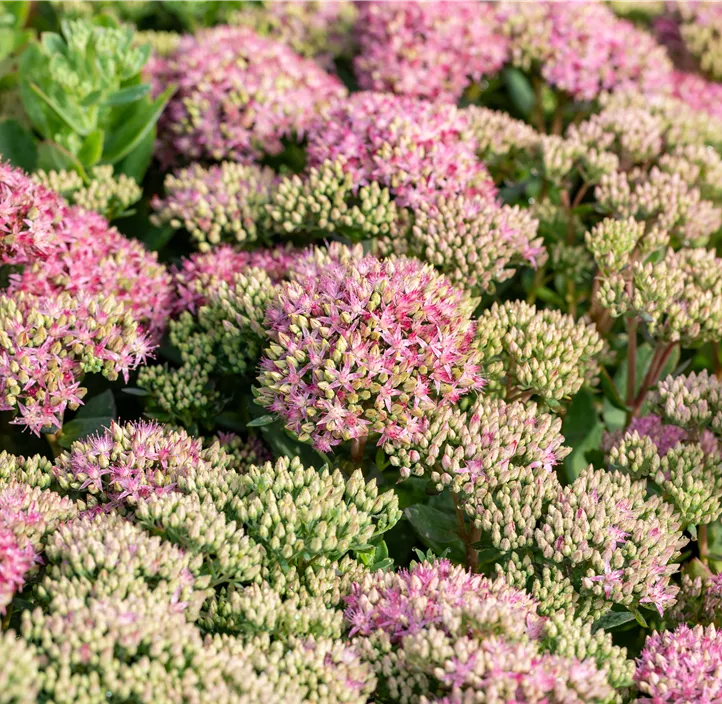 Großes Garten-Fettblatt 'Seduction Pink Passion'®