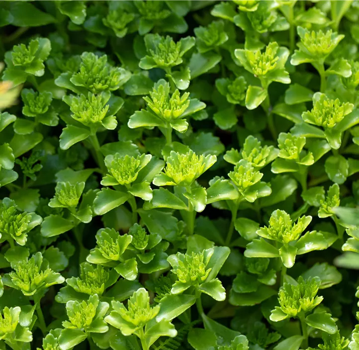 Reichblühendes Fettblatt