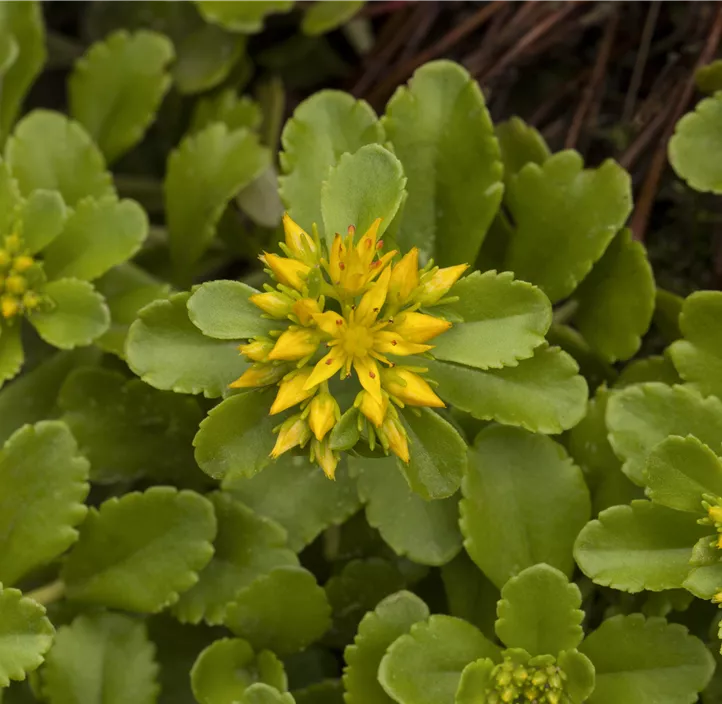 Reichblühendes Garten-Fettblatt 'Weihenstephaner Gold'
