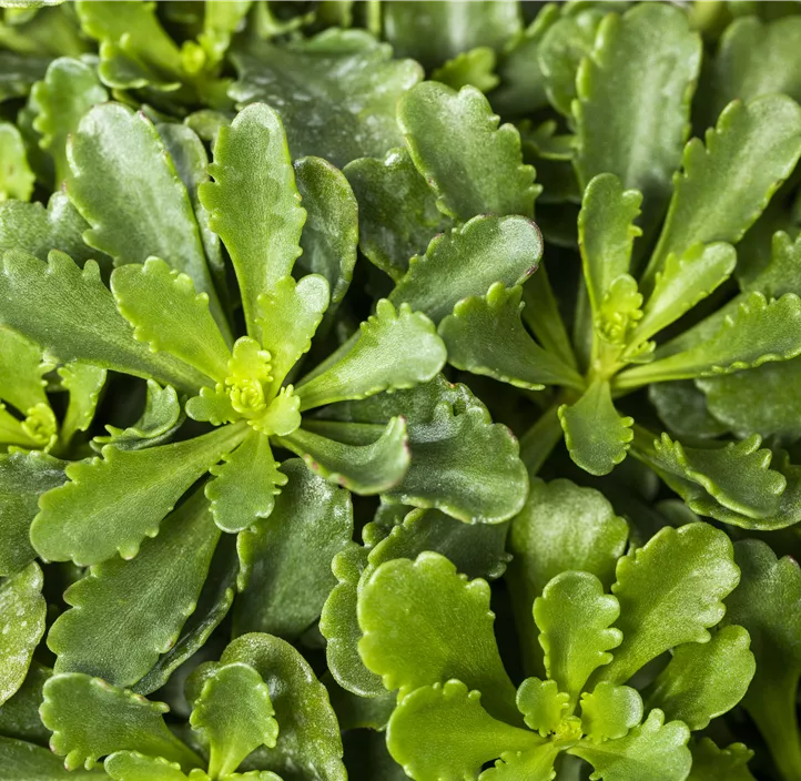 Reichblühendes Garten-Fettblatt 'Weihenstephaner Gold'