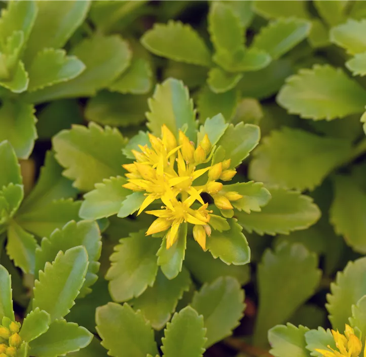 Reichblühendes Garten-Fettblatt 'Weihenstephaner Gold'