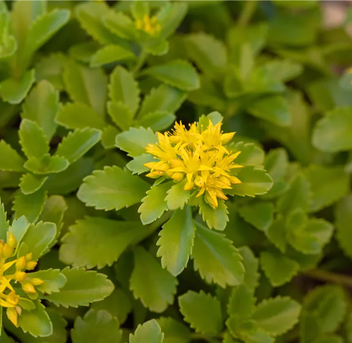 Reichblühendes Garten-Fettblatt 'Weihenstephaner Gold'