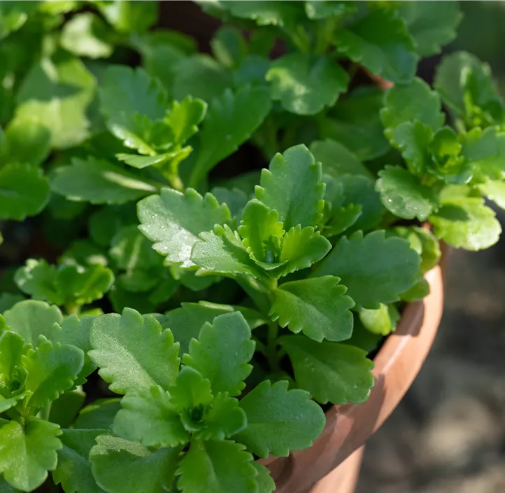 Reichblühendes Garten-Fettblatt 'Weihenstephaner Gold'