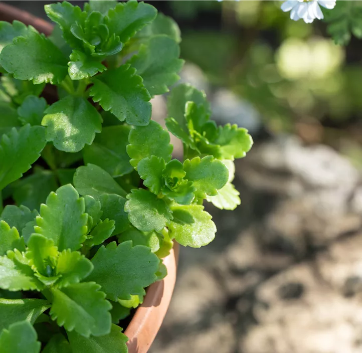Reichblühendes Garten-Fettblatt 'Weihenstephaner Gold'