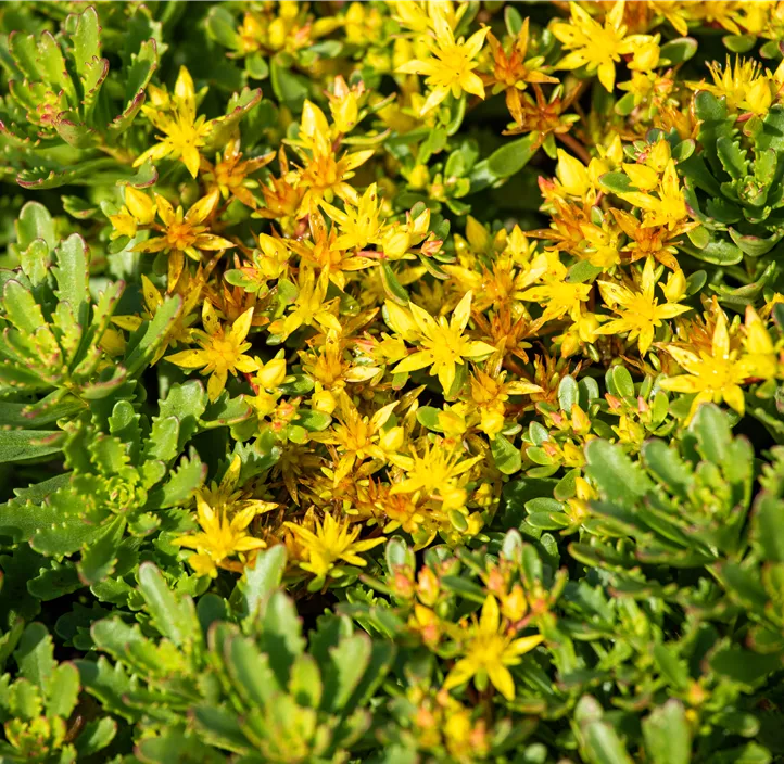 Reichblühendes Garten-Fettblatt 'Weihenstephaner Gold'