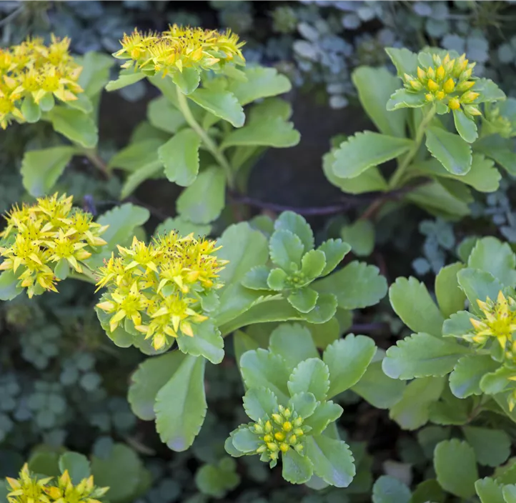 Kamtschatka-Fettblatt