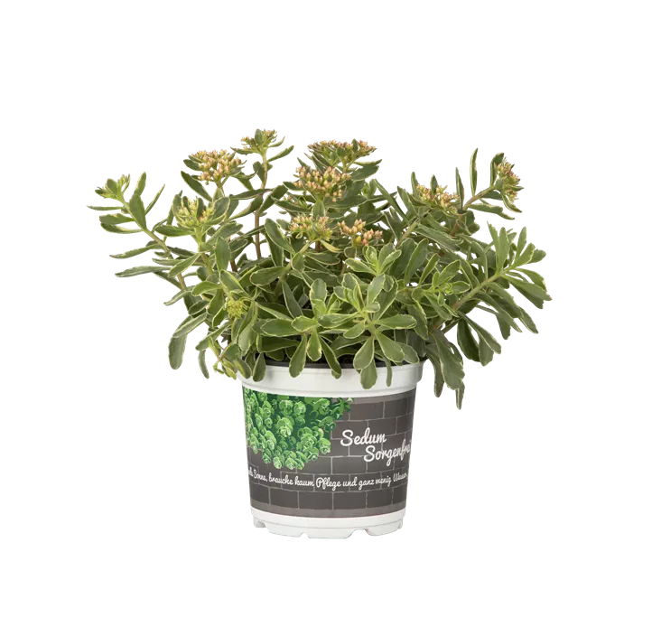 Kamtschatka-Fettblatt