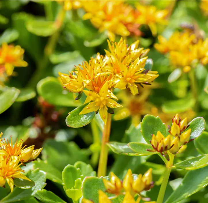 Kamtschatka-Fettblatt