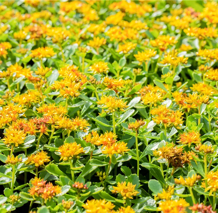 Kamtschatka-Fettblatt