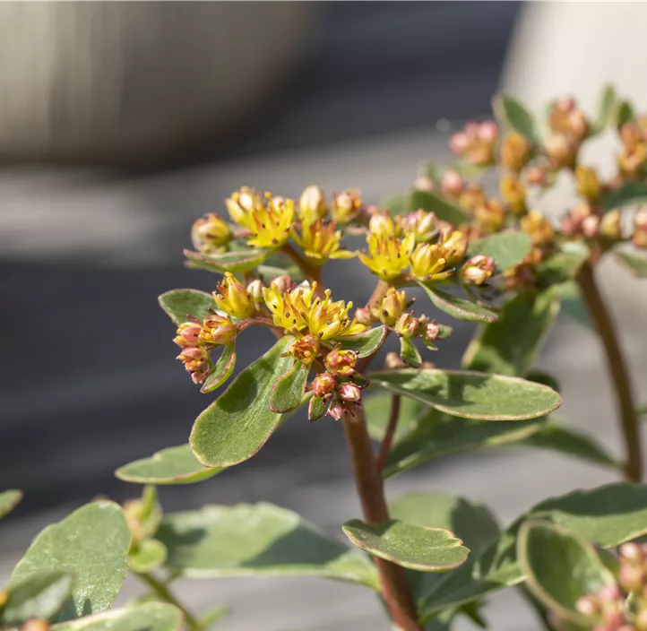 Buntlaubiges Garten-Fettblatt