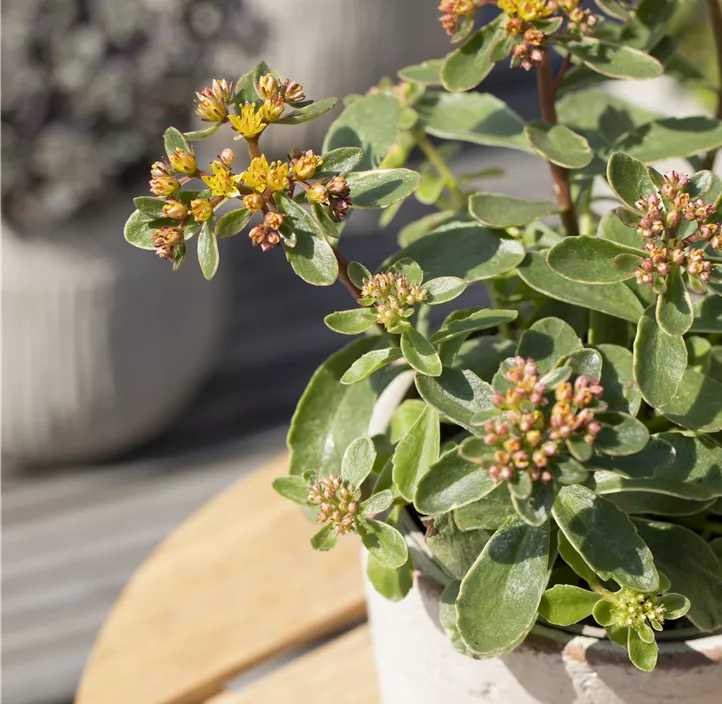 Buntlaubiges Garten-Fettblatt