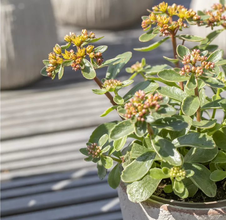 Buntlaubiges Garten-Fettblatt