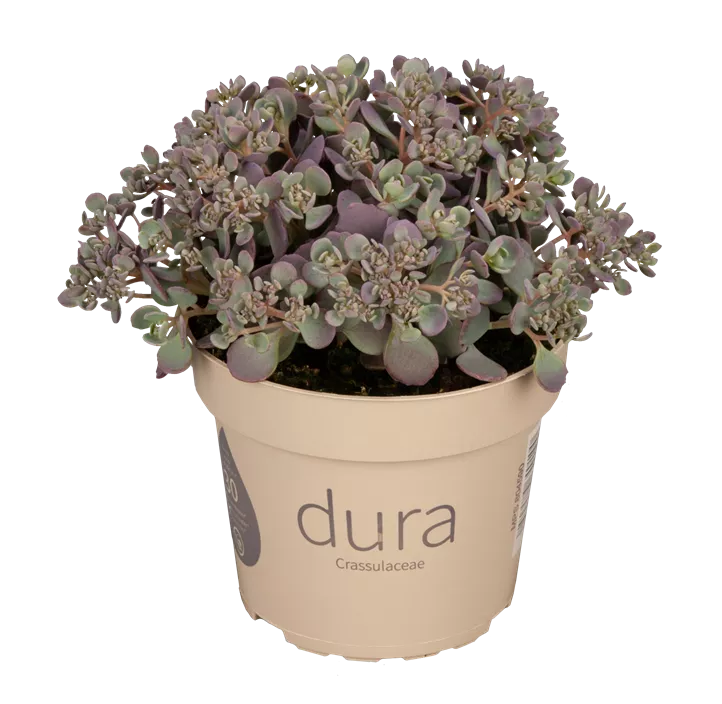 Buntlaubiges Garten-Fettblatt