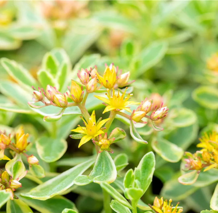 Buntlaubiges Garten-Fettblatt