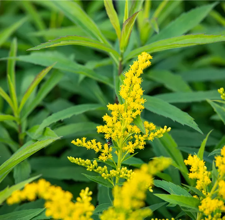 Kanadische Goldrute 'Goldkind'