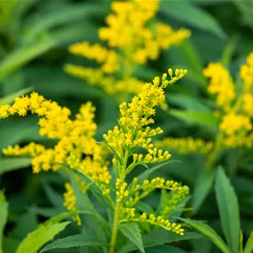 Solidago canadensis Goldkind