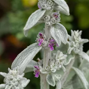Stachys byzantina