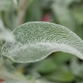 Stachys byzantina