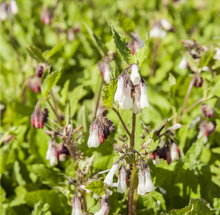 Kleiner Kaukasus-Beinwell