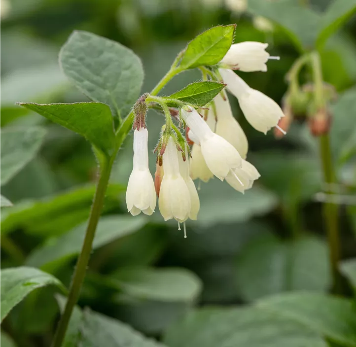 Kleiner Kaukasus-Beinwell