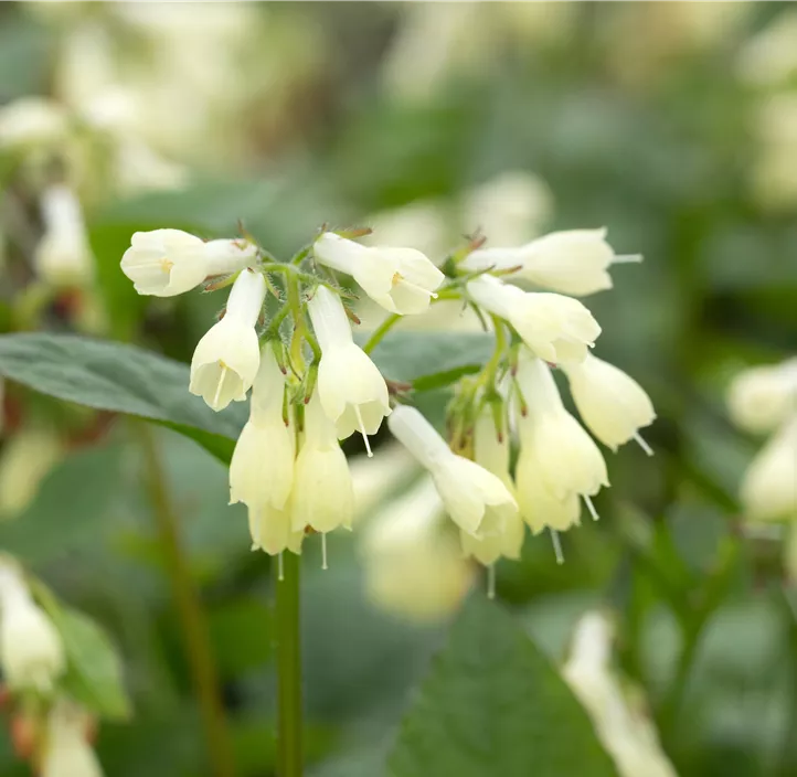Kleiner Kaukasus-Beinwell
