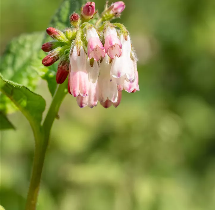 Kleiner Kaukasus-Beinwell