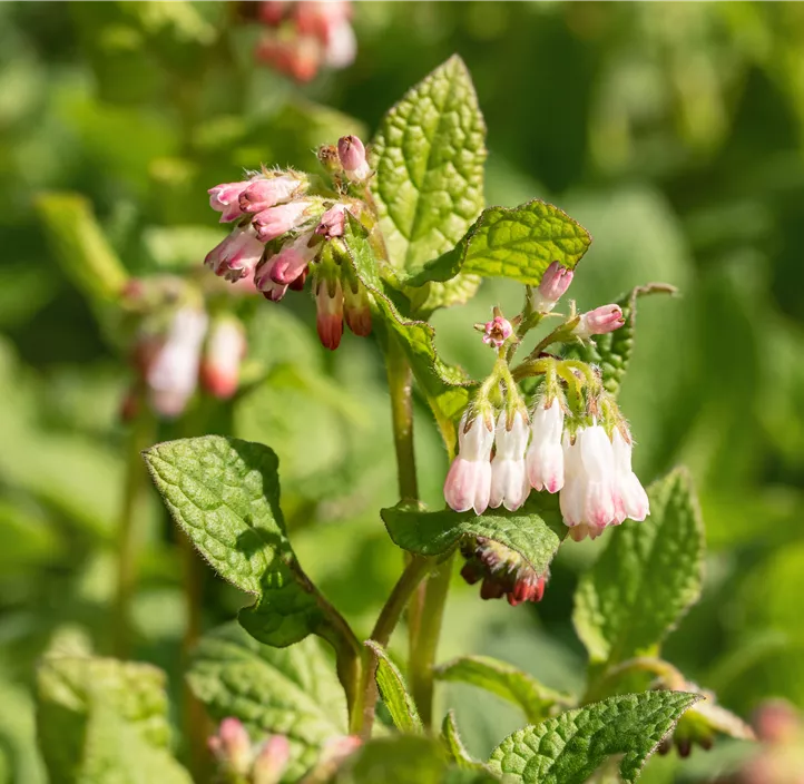 Kleiner Kaukasus-Beinwell