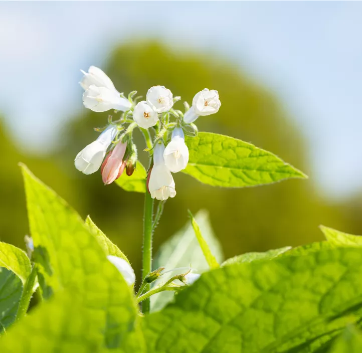 Garten-Beinwell 'Hidcote Blue'